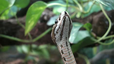 Close-view-of-a-raised-head-of-a-snake-sniffing-in-the-air