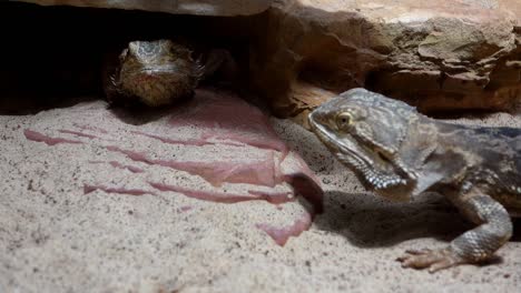 Two-Pogona-or-bearded-dragon-lizards-in-captivity