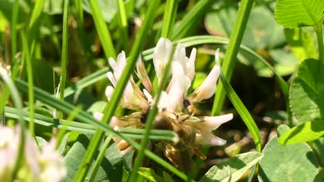 Close-up-footage-of-a-bee-collecting-nectar-from-a-white-clover-flower