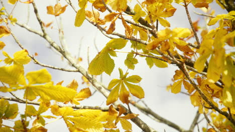 Schöne-Goldgelbe-Herbstblätter-Im-Wind-Mit-Blauem-Himmel-Und-Wolken-Im-Hintergrund-Am-Herbsttag-1