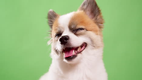 Cute-dog-posing-for-video-in-the-studio-with-chroma-key-background-4