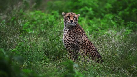 Hand-held-Footage-Of-A-Cheeta-Sitting-Whilst-Being-On-Edge-And-Constantly-Looking-Around-In-The-Wilderness-In-Serengeti,-Tanzania