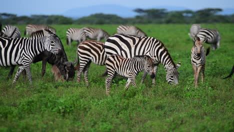 Kamerafahrt-Einer-Gruppe-Von-Zebras-Mit-Jungen-Zebras,-Die-Die-Wildnis-Der-Serengeti,-Tansania,-Erkunden