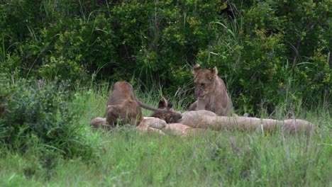 Löwenbabys-Kämpfen-In-Der-Serengeti,-Tansania,-Miteinander