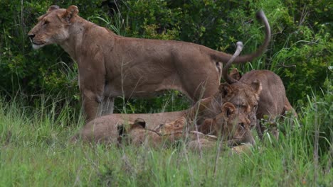 Close-up-Shot-Of-An-Older-Lion-Standing-Guard-While-The-Other-Cubs-Continue-Fighting-With-Each-Other-In-Tanzania