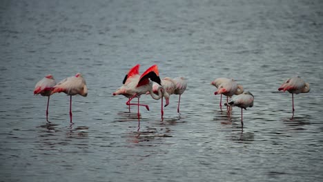 Nahaufnahme-Einer-Gruppe-Von-Flamingos,-Die-Sich-Ausruhen,-Dann-Aufwachen-Und-Ihre-Flügel-Im-Gewässer-In-Der-Serengeti,-Tansania,-Ausbreiten