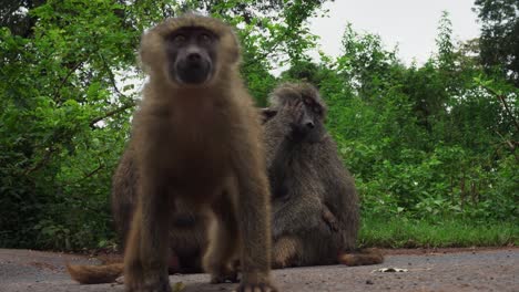 Close-up-Shot-Of-A-Family-Of-Large-Baboons-Cleaning-Each-Other-To-Get-Rid-Of-Fleas-In-Tanzania
