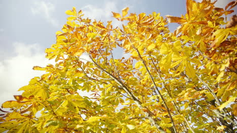 Schöne-Goldgelbe-Herbstblätter-Im-Wind-Mit-Blauem-Himmel-Und-Wolken-Im-Hintergrund-Am-Herbsttag