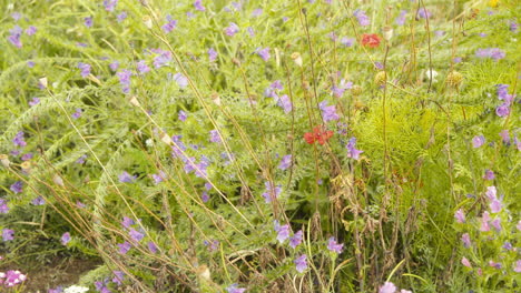 Lila-Und-Rote-Blumen-Auf-Der-Sommerwiese-In-Europa