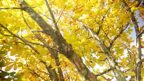 Schöne-Goldgelbe-Herbstblätter-Mit-Blauem-Himmel-Und-Wolken-Im-Hintergrund-Am-Herbsttag
