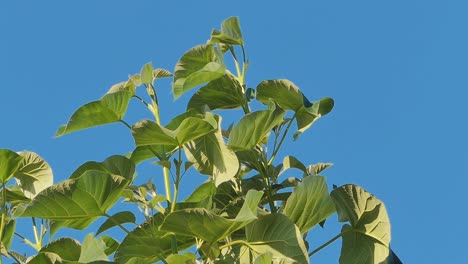 Paulownia-Tomentosa-Energiebaum-Mit-Neuen-Frischen-Wiegenden-Blättern