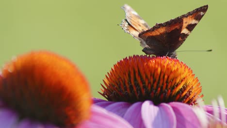 Einzelner-Kleiner-Schildpatt-Schmetterling-Ernährt-Sich-Von-Orangen-Sonnenhut-In-Hellem-Sonnenlicht
