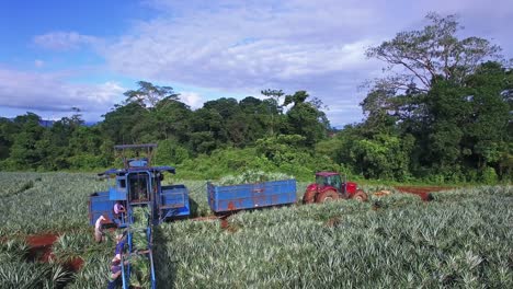 Arbeiter-In-Plantagen-Während-Der-Ananasernte,-Upala-In-Costa-Rica