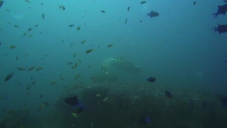 Tracking-Unterwasseraufnahme-Eines-Mantarochens-Im-Hintergrund-Mit-Quallen-Und-Kleinen-Fischen-Im-Vordergrund