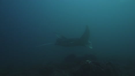 Slowmotion-Tracking-Shot-Of-A-Manta-Ray-And-A-Jellyfish-Swimming-In-Mozambique