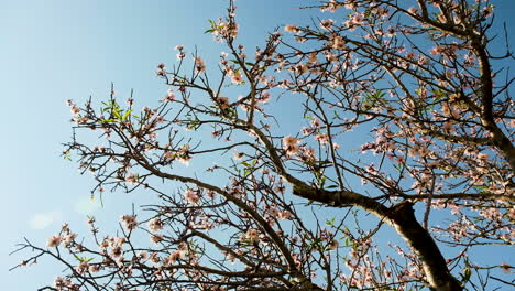 Rotating-shot-of-apricot-tree-branches-with-fresh-blossoms-against-sky,-spring