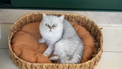 A-persian-cat-lying-in-its-brown-bed-suspiciously-sleepy