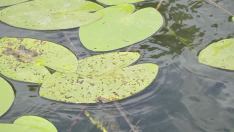 Water-lily-leaves-sway-on-lake-water-709
