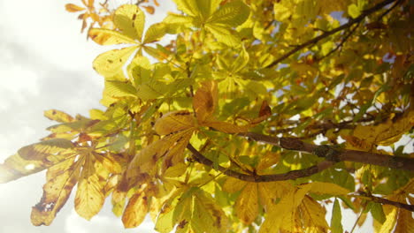 Schöne-Goldgelbe-Herbstblätter-Mit-Blauem-Himmel-Und-Wolken-Im-Hintergrund-Am-Herbsttag-2