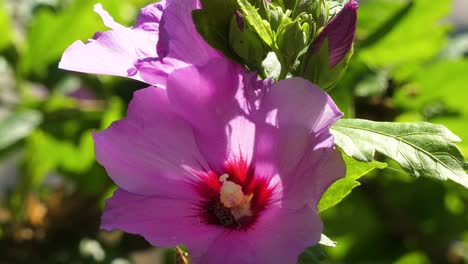 Abeja-Recolectando-Néctar-Y-Polen-De-Una-Flor-Rosa-Floreciente