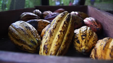 Nahaufnahme-Eines-Lastwagens-Mit-Kakao,-Kakaobaum-Im-Tropischen-Dschungelwald-Von-Mittelamerika-Costa-Rica