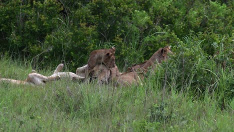 Hand-held-Footage-Off-A-Pride-Of-Lions-Play-Fighting-And-Having-Fun-Together-In-Mikumi-National-Park,-Tanzania