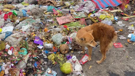 Dog-eating-from-garbage-scrap-at-a-landfill-dump-yard