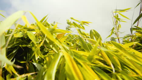 Grüne-Bambusblätter-Im-Wind-An-Einem-Sonnigen-Tag