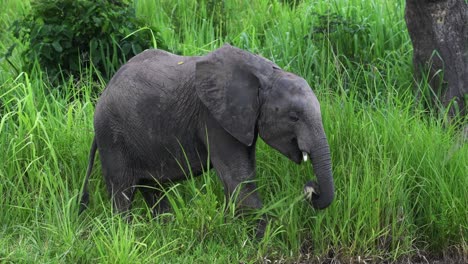 Close-up-Shot-Of-A-Young-Elephant-Picking-And-Eating-Grass-With-Its-Small-Trunk-In-Tanzania