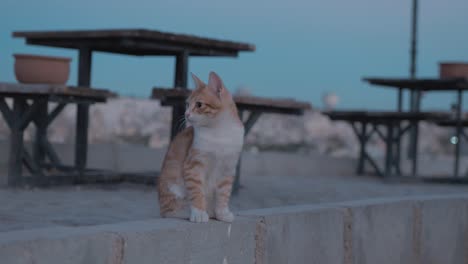 Cute-kitten-watching-playfully-above-Goreme-Cappadocia