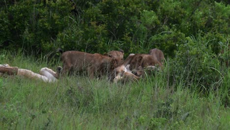 Dominante-Löwin-Wird-Von-Einem-Anderen-Löwen-Niedergemacht,-Während-Sie-In-Tansania-Kämpft