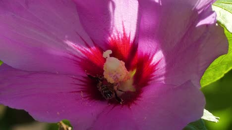 Close-up-footage-of-a-bee-collecting-nectar-and-pollen-from-a-blossoming-pink-flower