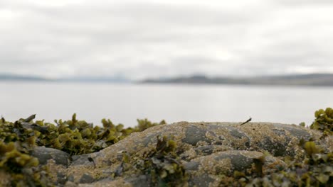 A-panning-shot-of-barnacle-and-seaweed-covered-rocks-in-the-foreground-against-a-background-of-Scottish-mountains-and-a-sea-loch