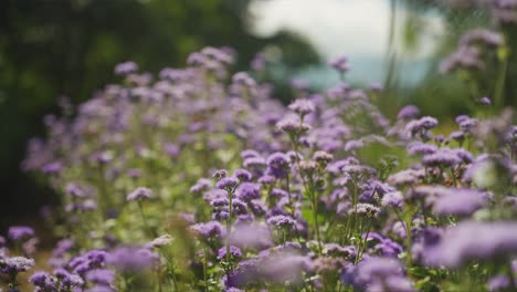 Erstaunliche-Kardanische-Aufnahme-Von-Lila-Blumen-Mit-Fliegenden-Käfern-Und-Bienen