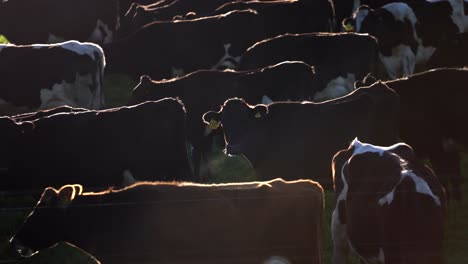 Herd-of-cows-standing-on-hill-slope-with-morning-sunlight-back-lit