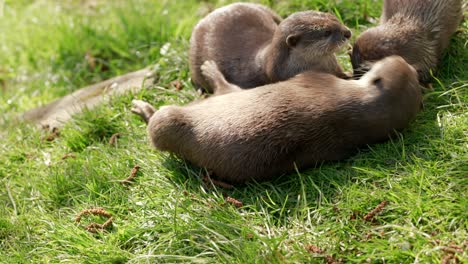 A-close-up-shot-of-a-family-group-of-Asian-small-clawed-otters-rolling-around-and-playing-with-each-other-on-the-grass