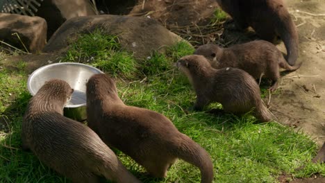 A-close-up-shot-of-a-family-group-of-Asian-small-clawed-otters-eating-from-a-bowl-with-each-other-before-walking-off-together