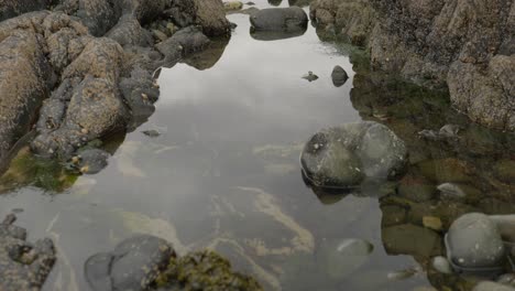 Tilting-shot-looking-out-over-still,-reflective-rock-pools-full-of-seaweed-to-reveal-barnacle-covered-boulders-along-the-coastline