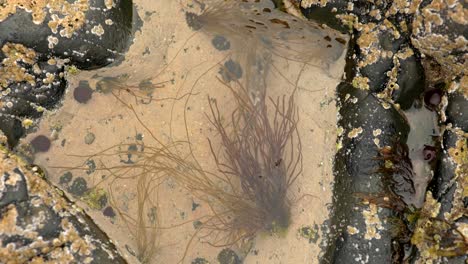 A-slow-panning-shot-over-still-water-in-a-rock-pool-with-barnacles,-limpets-and-floating-seaweed-in-Scotland