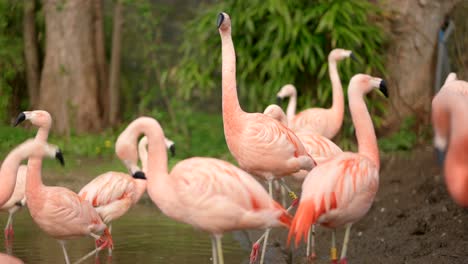 Bright-pink-Chilean-flamingos-look-around,-stretching-and-preening-themselves