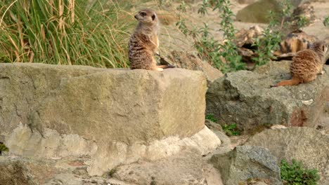 A-pair-of-alert-meerkats-sit-on-a-rock-looking-our-for-danger