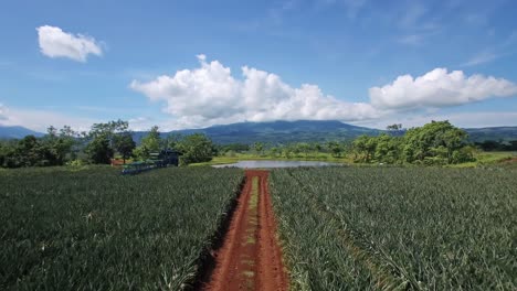 Aerial-forward-ascending-over-pineapple-fields-with-green-landscape-and-mountains-in-background