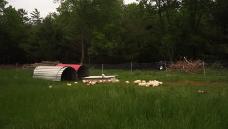 Timelapse-of-chickens-feeding-at-farm-in-cage-free-range-field
