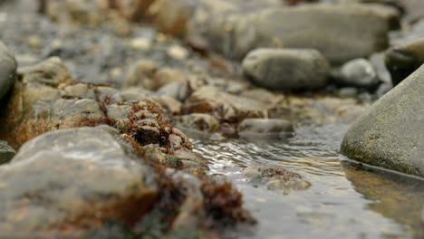 A-slow-trickle-of-freshwater-flows-into-a-rock-pool-by-the-sea-between-barnacle-and-seaweed-coverd-rocks