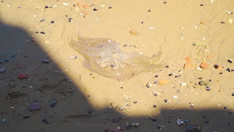 Jellyfish-washed-up-in-the-beach-2