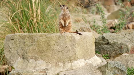 A-single-meerkat-sits-centre-frame-on-a-rock-looking-our-for-danger