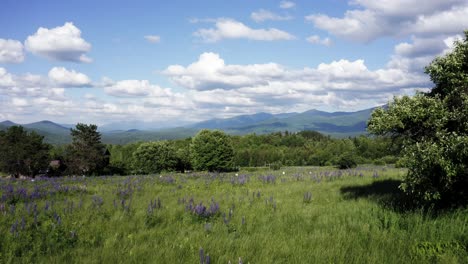 Beautiful-Lupine-field-with-rolling-mountains