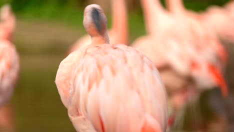 Eine-Nahaufnahme-Der-Seite-Eines-Hellrosa-Chilenischen-Flamingos-,-Während-Er-Seine-Federn-Putzt-Und-Reinigt