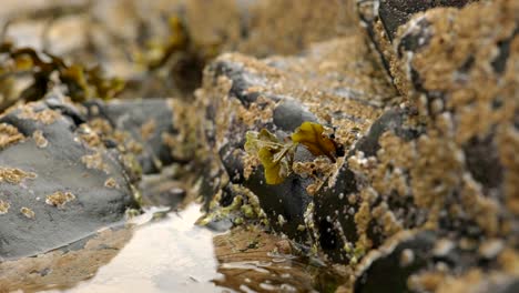 A-slow-panning-shot-of-still-water-in-a-rock-pool-with-barnacles-and-seaweed-in-Scotland