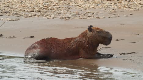 Männlicher-Capybara,-Der-Auf-Dem-Sandigen-Ufer-Des-Flusses-Mit-Kleinen-Plätschernden-Wellen-Ruht